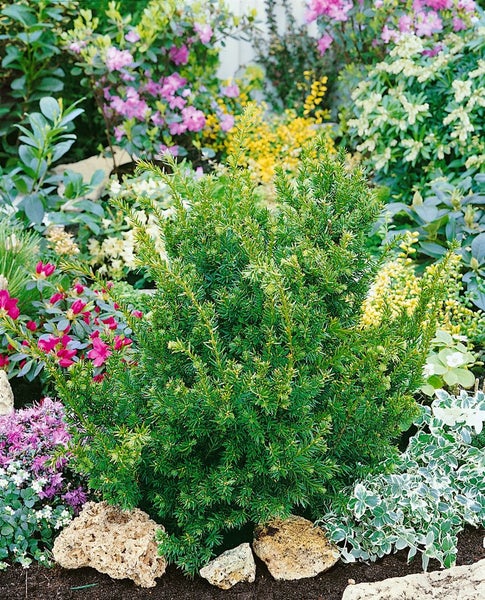 Taxus cuspidata 'Nana', Japanische Eibe, kompakt, 25–30 cm