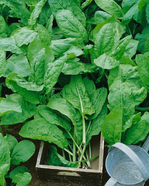 Sauerampfer im Garten mit Gießkanne