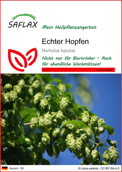 SAFLAX  - Echter Hopfen - Humulus lupulus - 50 Samen
