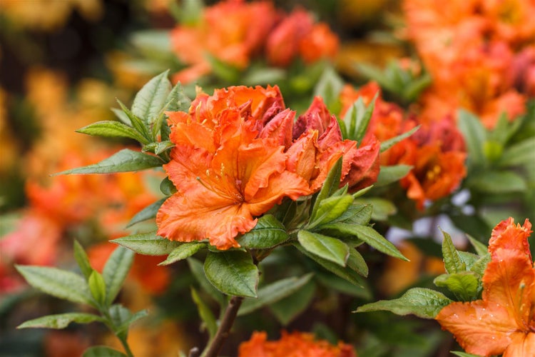 Rhododendron luteum 'Parkfeuer', gelb-orange, 40–50 cm