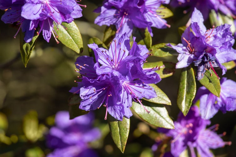 Rhododendron impeditum, Zwerg-Rhododendron, lila, 25–30 cm