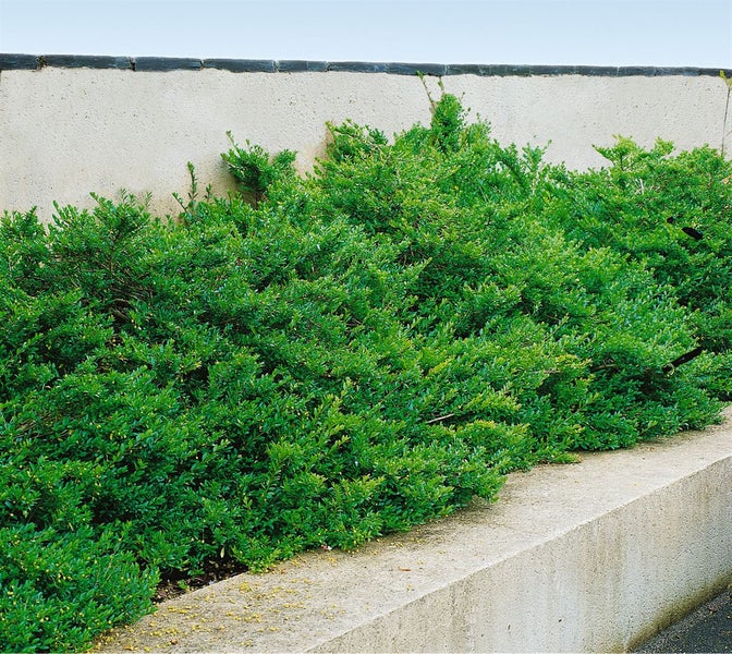 Lonicera nitida 'Maigrün', Heckenmyrte, immergrün, ca. 9x9 cm Topf