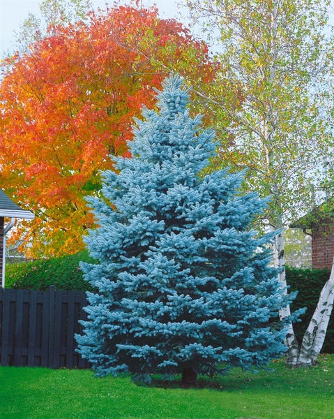 Picea pungens 'Blue Mountain', Blaufichte, 150–175 cm
