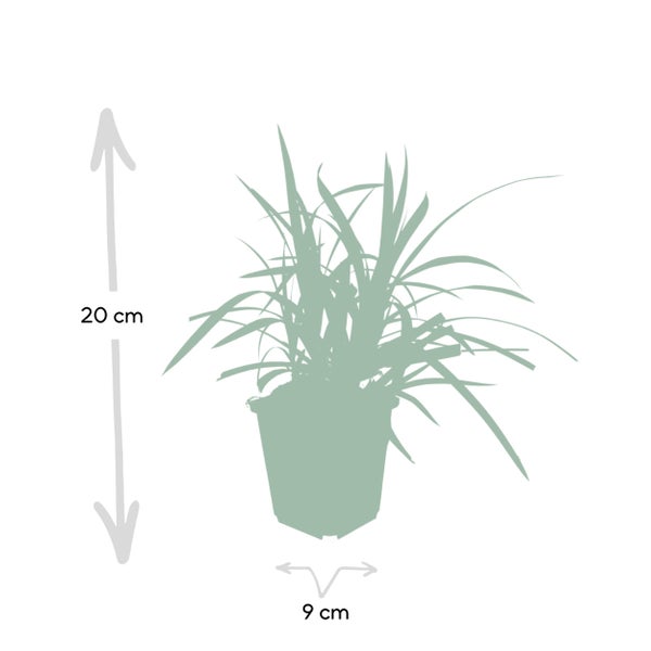 Ziergras - Japanische Teppich-Segge - Carex morrowii 'Irish Green' - 9cm Topf - Set mit 6 Pflanzen