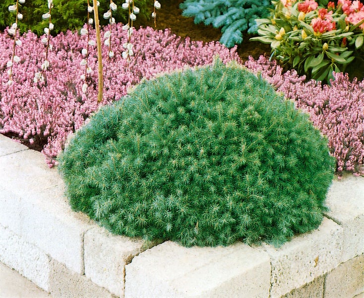 Picea abies 'Echiniformis', Fichte, kompakt, 40–50 cm
