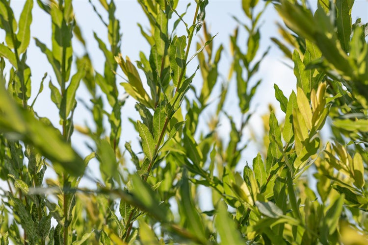 Salix purpurea 'Nana', Purpur-Weide, kompakt, 40–60 cm