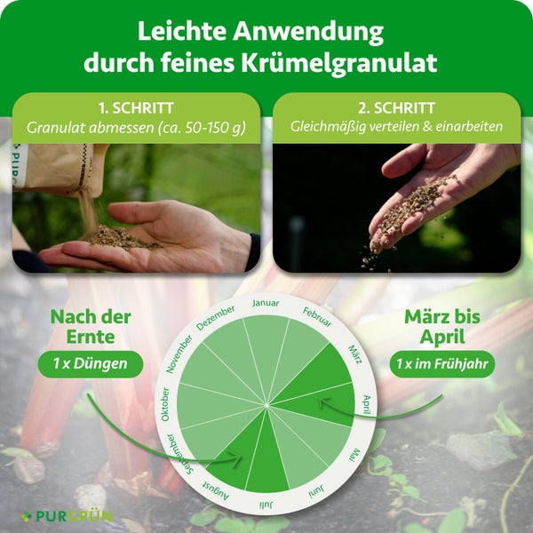 Blühende Storchschnabel Pflanze im Garten