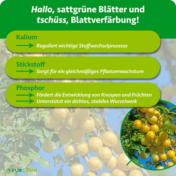 Infografik zu Dünger-Inhaltsstoffen: Kalium für Stoffwechsel, Stickstoff für Wachstum, Phosphor für Wurzeln und Früchte. Purgrün Logo.