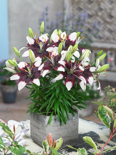 Lilien in einem Topf, dunkle Blütenblätter mit weißen Spitzen