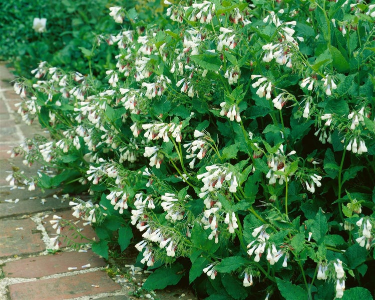 Symphytum grandiflorum 'Hidcote Pink', Beinwell, rosa, ca. 9x9 cm Topf
