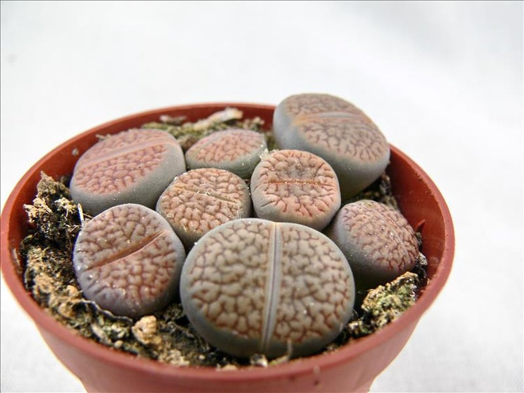 Lithops - Lebender Stein - mehrere Pflanzen im 8,5cm Topf