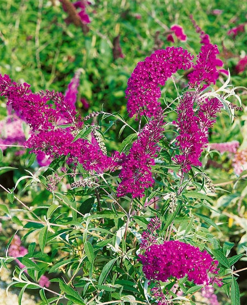 Buddleja davidii 'Nanho Purple', Schmetterlingsflieder, lila, 40–60 cm