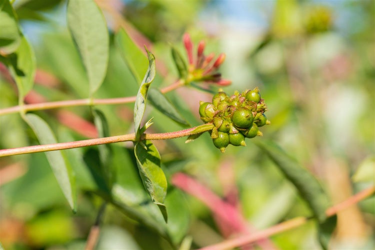 Lonicera caprifolium, Jelängerjelieber, 100–150 cm, duftend