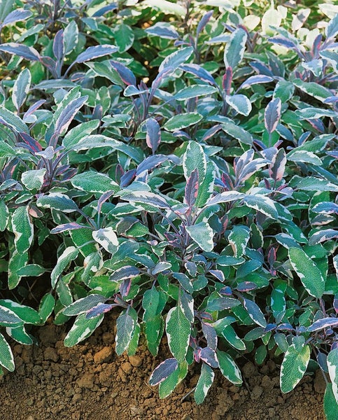 Salvia officinalis 'Tricolor', Bunter Salbei, ca. 9x9 cm Topf