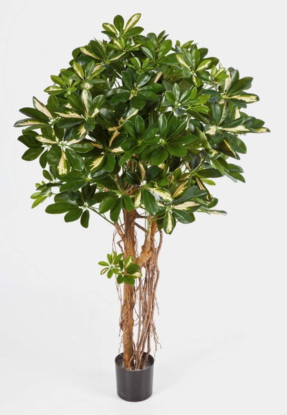 Detailansicht einer Strahlenaralie Schefflera mit grün und gelb panaschierten Blättern.