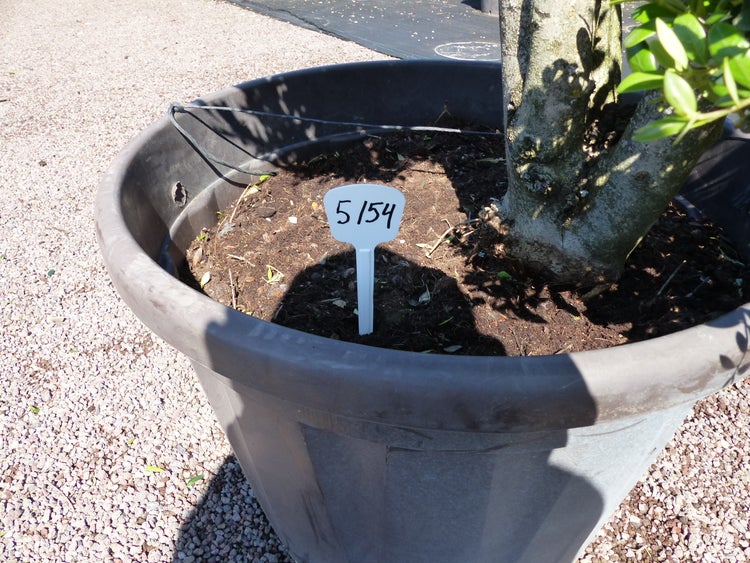 Ein großer Baum in einem dunklen Kunststofftopf mit einem weißen Pflanzenstecker in der Erde.