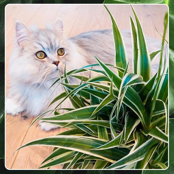 Nestfarn, Grünlilie & Zwergpfeffer – Hängende Zimmerpflanzen Katzenliebe - Tierfreundliches Set - Höhe 15-30 cm - Töpfe 10,5-12 cm