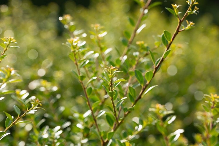 Ilex crenata 'Stokes', Japanische Stechpalme, immergrün, 40–60 cm
