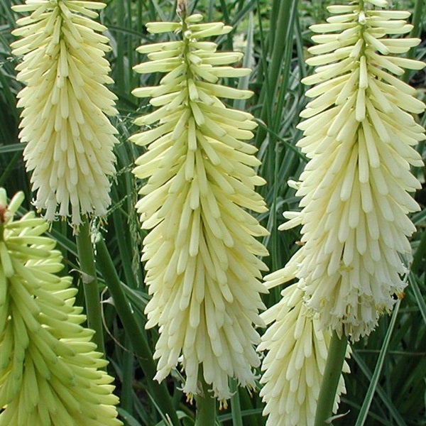 Fackel Lilien Blumen im Garten