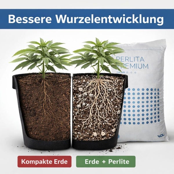 Vergleich der Wurzelentwicklung in kompakter Erde gegenüber Erde mit Perlite, zeigt stärkeres Wurzelwachstum durch Perlite.