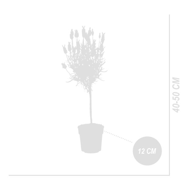 Lavendel-Stämmchen im Topf mit einer Höhe von 40 bis 50 Zentimetern und einem Topfdurchmesser von 12 Zentimetern.