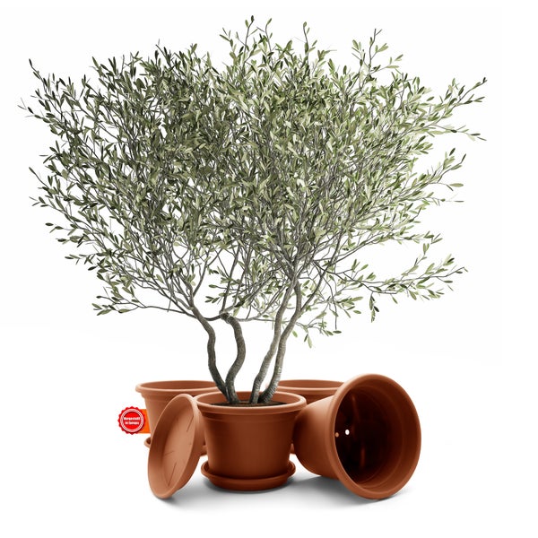 Olivenbaum in einem Pflanztopf