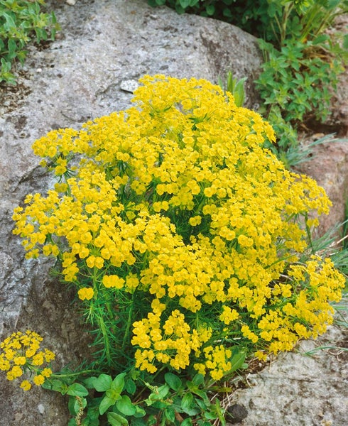 Euphorbia cyparissias, Wolfsmilch, ca. 9x9 cm Topf