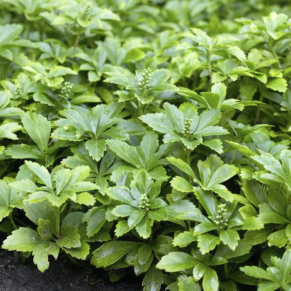 Bodendecker - Schattengrün - Dickmännchen - Pachysandra term. 'Green Carpet' - 9cm Topf - 6 Pflanzen