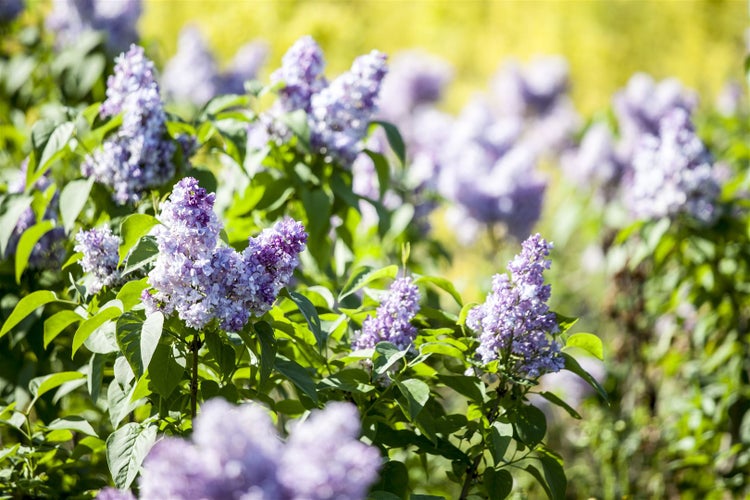 Syringa vulgaris, Flieder, lila, 80–100 cm