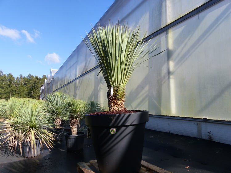 Yucca rostrata in einem großen dunklen Topf auf einer Holzpalette vor der hellen Fassade eines Gewächshauses.