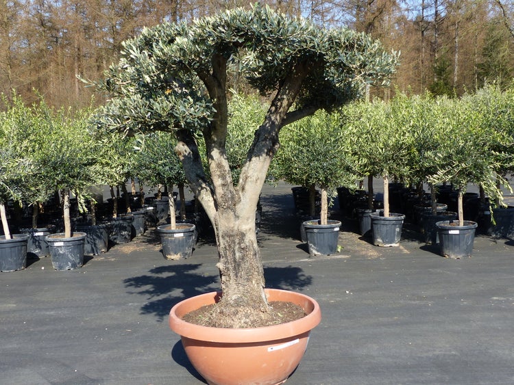 Olivenbaum Pon Pon 200 cm Bonsai Formgehölz, winterhart