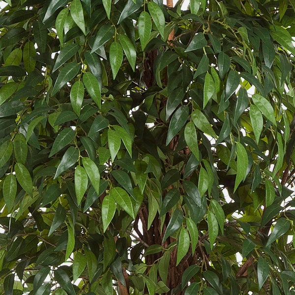 Detailaufnahme der dichten grünen Blätter einer künstlichen Ficus-Pflanze.