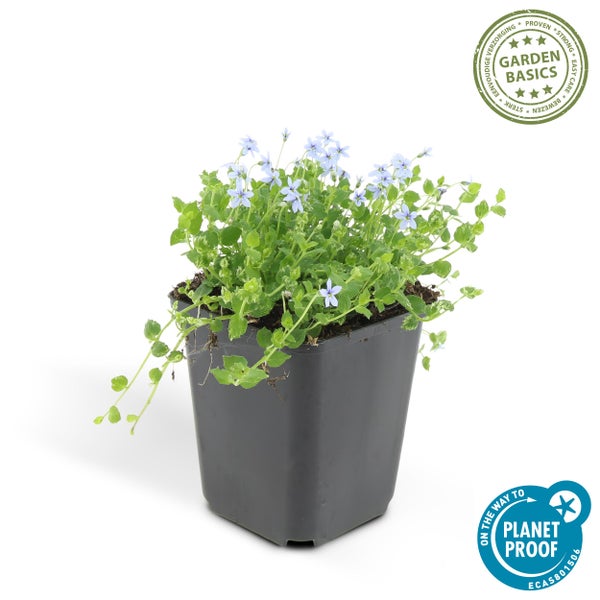 Bodendecker - Blauer Bubikopf - Isotoma fluviatilis - 9cm Topf - Set mit 6 Pflanzen
