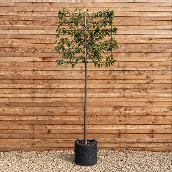 Spalierbaum mit quadratischer Form in einem Pflanzsack vor einer Holzwand