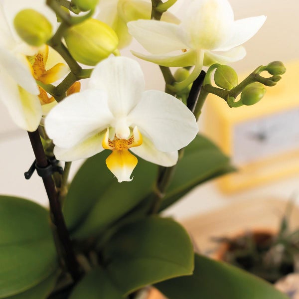 Nahaufnahme einer weißen Orchideenblüte mit grünen Blättern