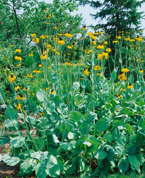 Rudbeckia maxima, Riesen-Sonnenhut, gelb, ca. 9x9 cm Topf