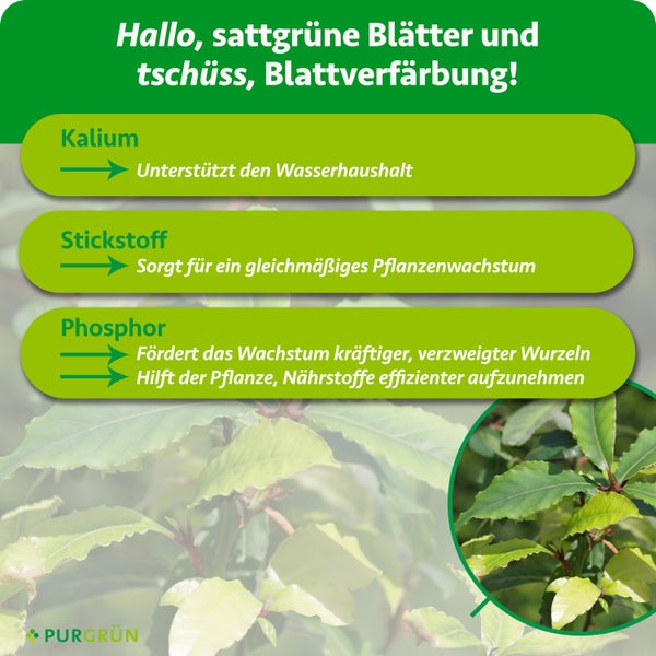 Infografik: Kalium reguliert Wasserhaushalt, Stickstoff fördert Wachstum, Phosphor stärkt Wurzeln und Nährstoffaufnahme. Purgrün Logo.