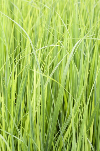 Panicum virgatum 'Northwind', Rutenhirse, aufrecht, 3-5 Liter Container