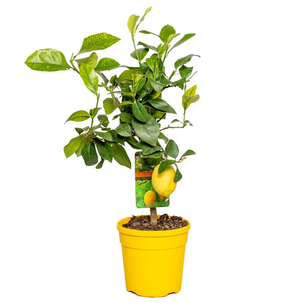 Citrus limon - Zitronenbaum - Obstbaum - Immergrün - ⌀19 cm - ↕60-70 cm