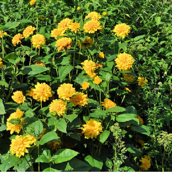 Goldball-Blumen im Gartenbeet