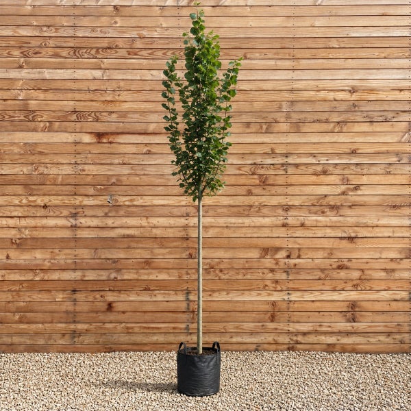 Ein hochstämmiger Baum in einem Pflanzsack vor einer Holzwand.