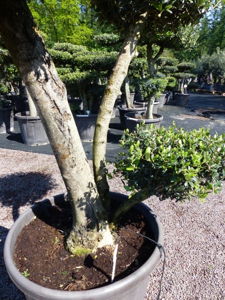 Olivenbaum 7 Pon Pon Bonsai Formgehölz Gartenbonsai Olea europaea Olive winterhart