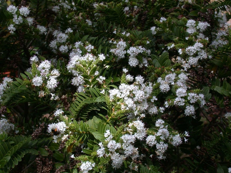 Hebe buxifolia, Strauchveronika, immergrün, 10–15 cm