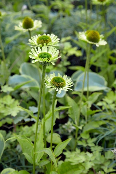 Nahaufnahme von Grünen Sonnenhutblüten im Gartenbeet
