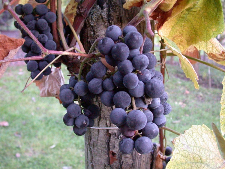 Vitis vinifera, Weinrebe, blau, 80–100 cm