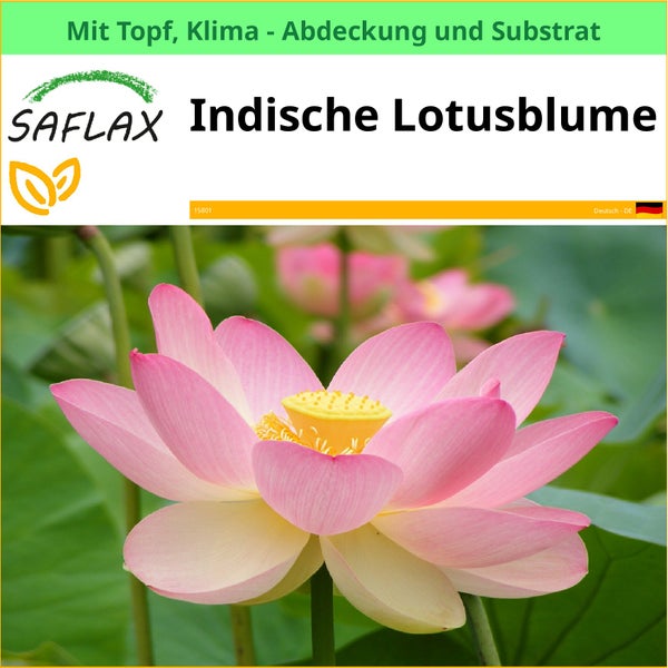 Indische Lotusblume im Topf mit Klimaabdeckung und Substrat