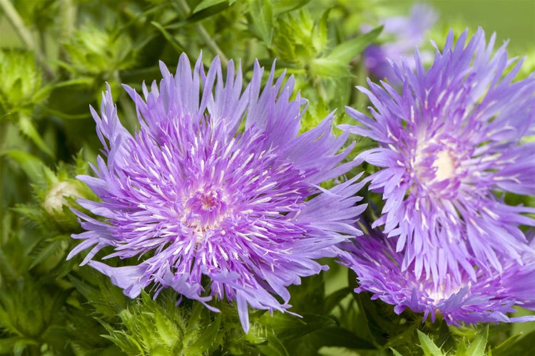 Stokesia laevis, Kornblumenaster, blau, ca. 9x9 cm Topf