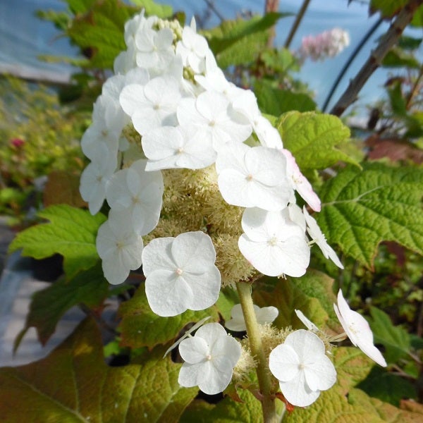 Nahaufnahme einer Rispenhortensie mit weißen Blüten