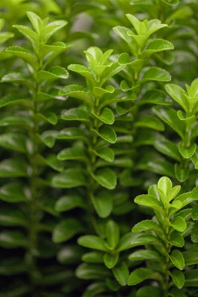 Euonymus japonicus 'Green Rocket', Spindelstrauch, ca. 9x9 cm Topf