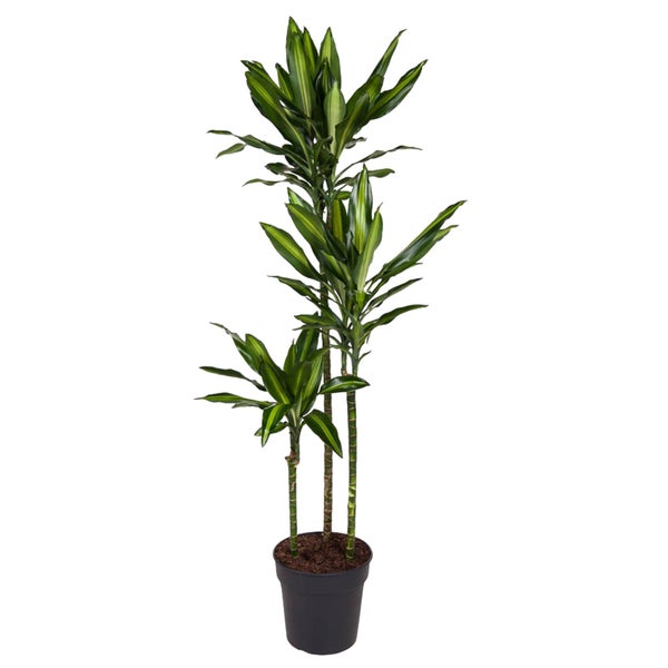 Drachenbaum Cintho - 160 cm - ø24